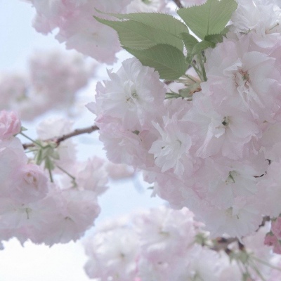 Furry插画色彩灵感福瑞群